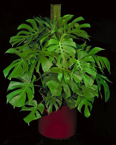 SPLITLEAF PHILODENDRON SELLOUM TROPICAL 10 Gal Plant  