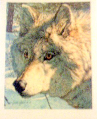 Brian Jarvi Print INTIMIDATION TIMBER WOLF 7.25 X 9  