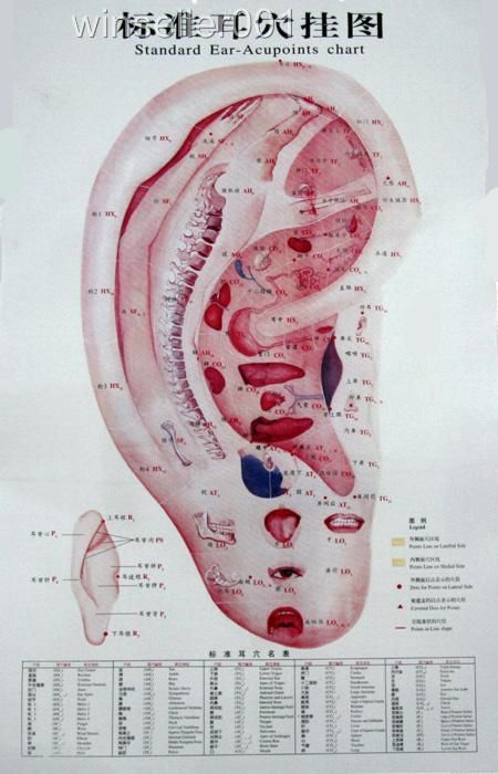 7pc32 Wall Posters Acupoints Chinese Acupuncture Point  