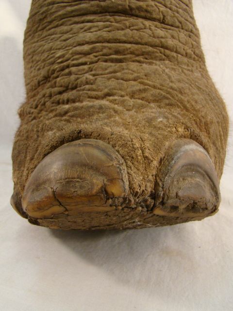 UNIQUE Vintage TAXIDERMY Hollow AFRICAN ELEPHANT FOOT Old MUSEUM 