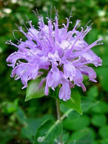 WILD BERGAMOT~Seed~~~~~Bodacious Bee Balm Beauties  