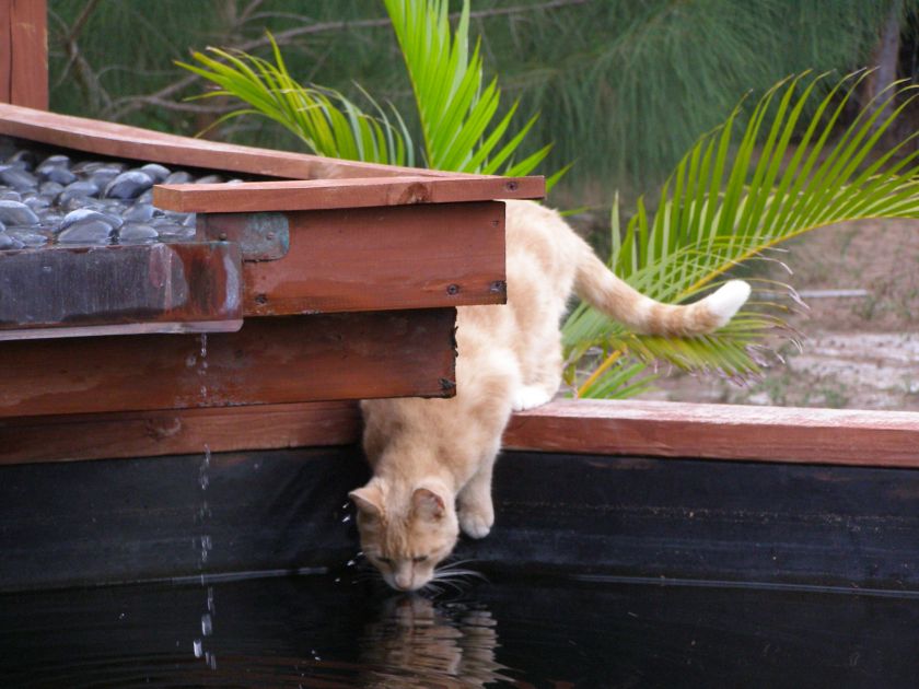 Green Out Koi Ponds Cleaning & Water Treatment Gal.  