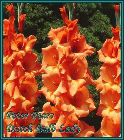 40 Gladiolus Corms ***53 Species Inside*** You Pick & Choose 