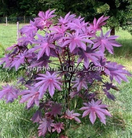 20 New Zealand PURPLE  Castor Bean Seeds  