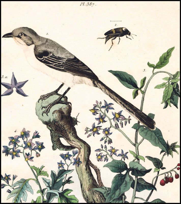 1839 GUERIN 387 MOCKINGBIRD, INSECT, DEADLY NIGHTSHADE  