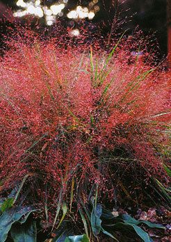 Purple Love Grass Seeds ~ New  