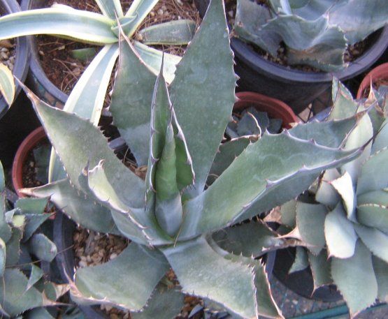 Agave salmiana v. ferox Jolly Green Giant Succulent  