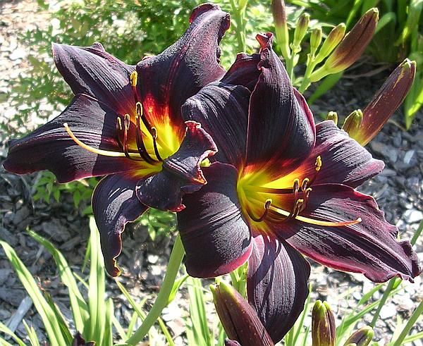   REVOLUTION~UNUSUAL VELVETY BLACK RED FLOWERS 1 2FAN ROOT PLANT  