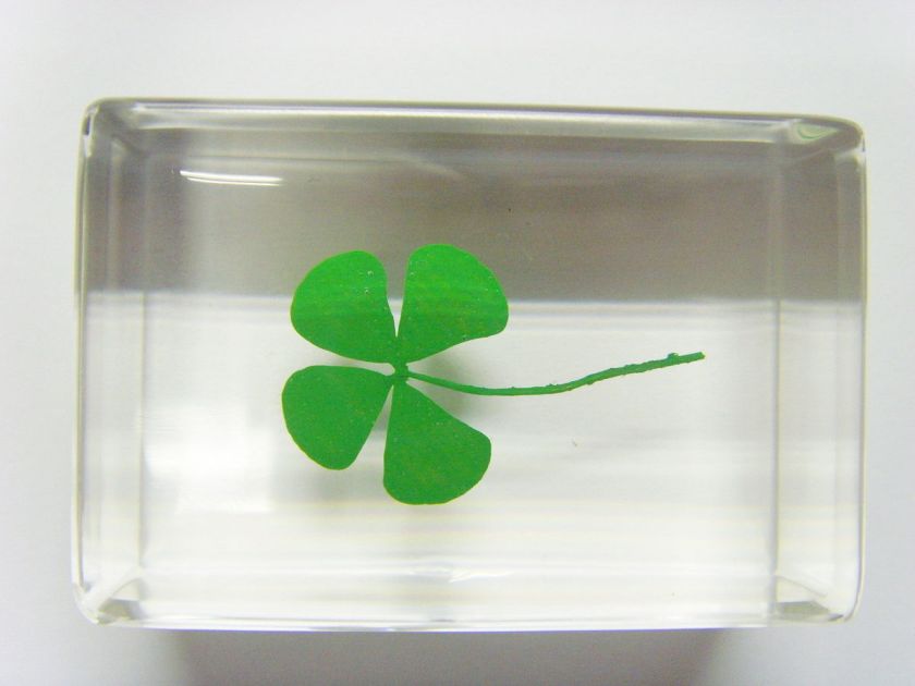 Leaf Clover (Scratchweed   Galium bungei) Specimen  