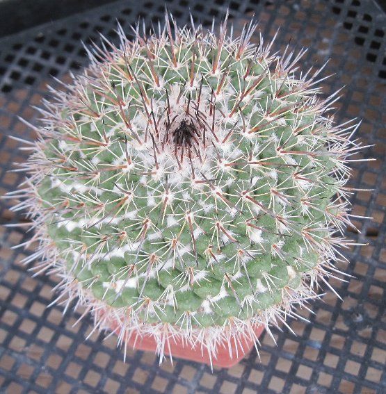 Mammillaria hertrichiana Spiraled Blue Tubercles White Fur Long Spines 