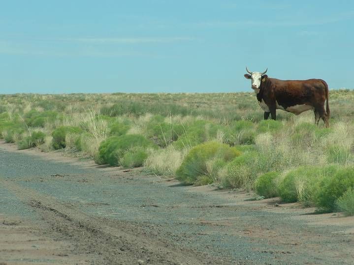 This cow was about 5 minutes from the property when I drove there to 