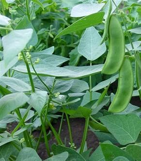 DESCRIPTION   This Heirloom Bean is an old time favorite, erect bushy 