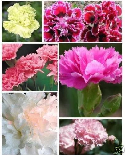 CARNATION *Chabaud Mix* 100 mg SEEDS **SALE**  