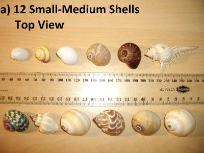 HERMIT CRAB shells &accessory, 100% natural & beautiful  