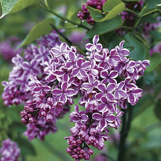 FRENCH LILAC BUSH SEEDS ** SHOWY ** #1146  