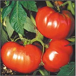 GERMAN PINK TOMATO 25 SEEDS BIG 1 2 LB FRUITS FEW SEEDS  