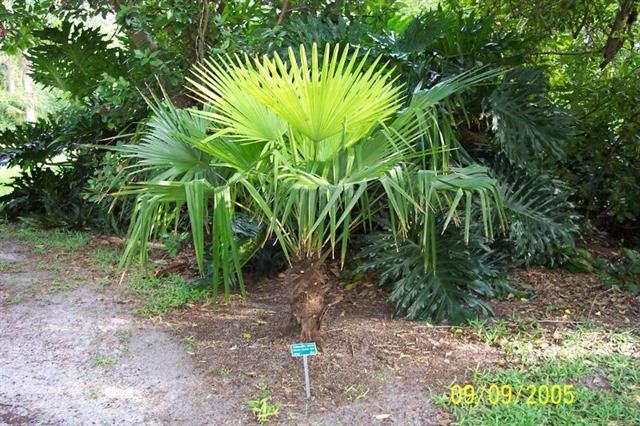 CHUSAN Palm Tough and COLD HARDY to 5F LIVE Tree Patio  